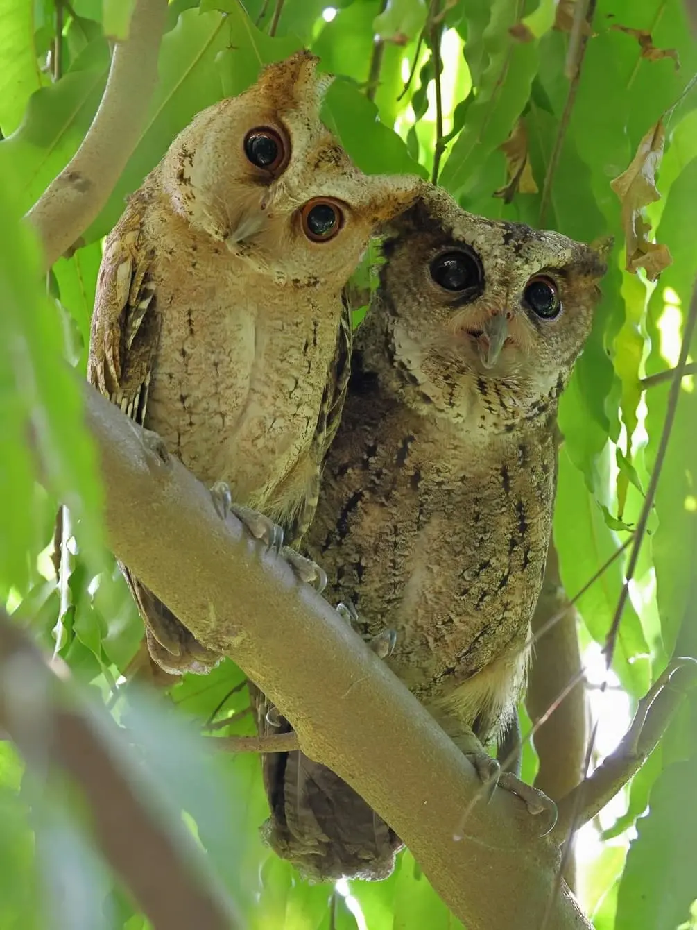 Two owls next to each other in a tree, one of them looking right into the camera. In the background lots of green leaves.