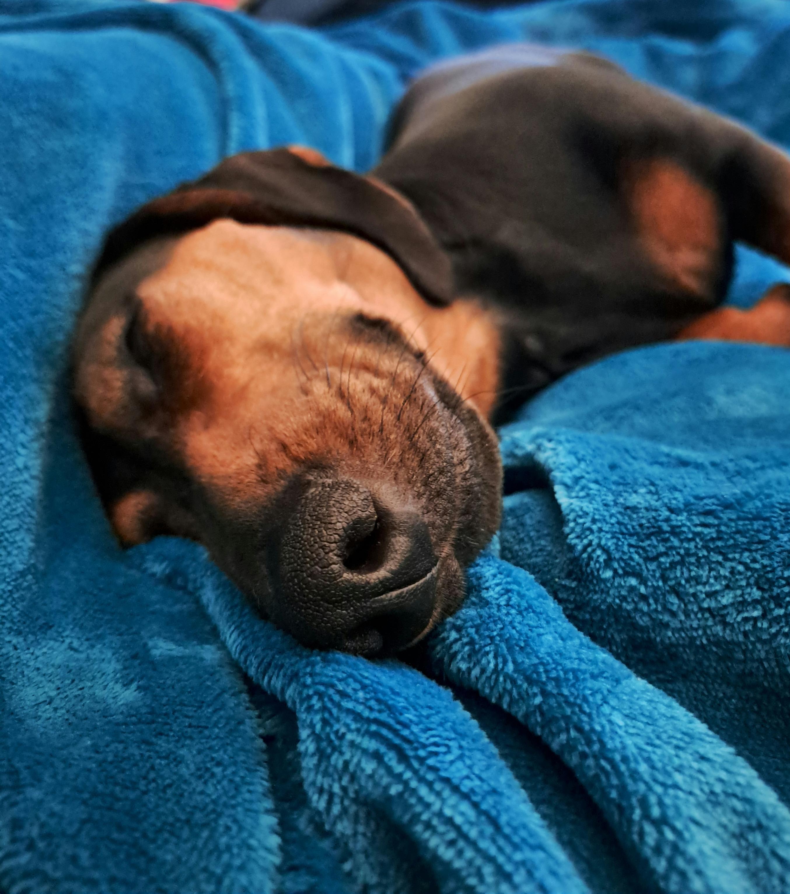 A black and tan Dachshund asleep on a blue fleece blanket