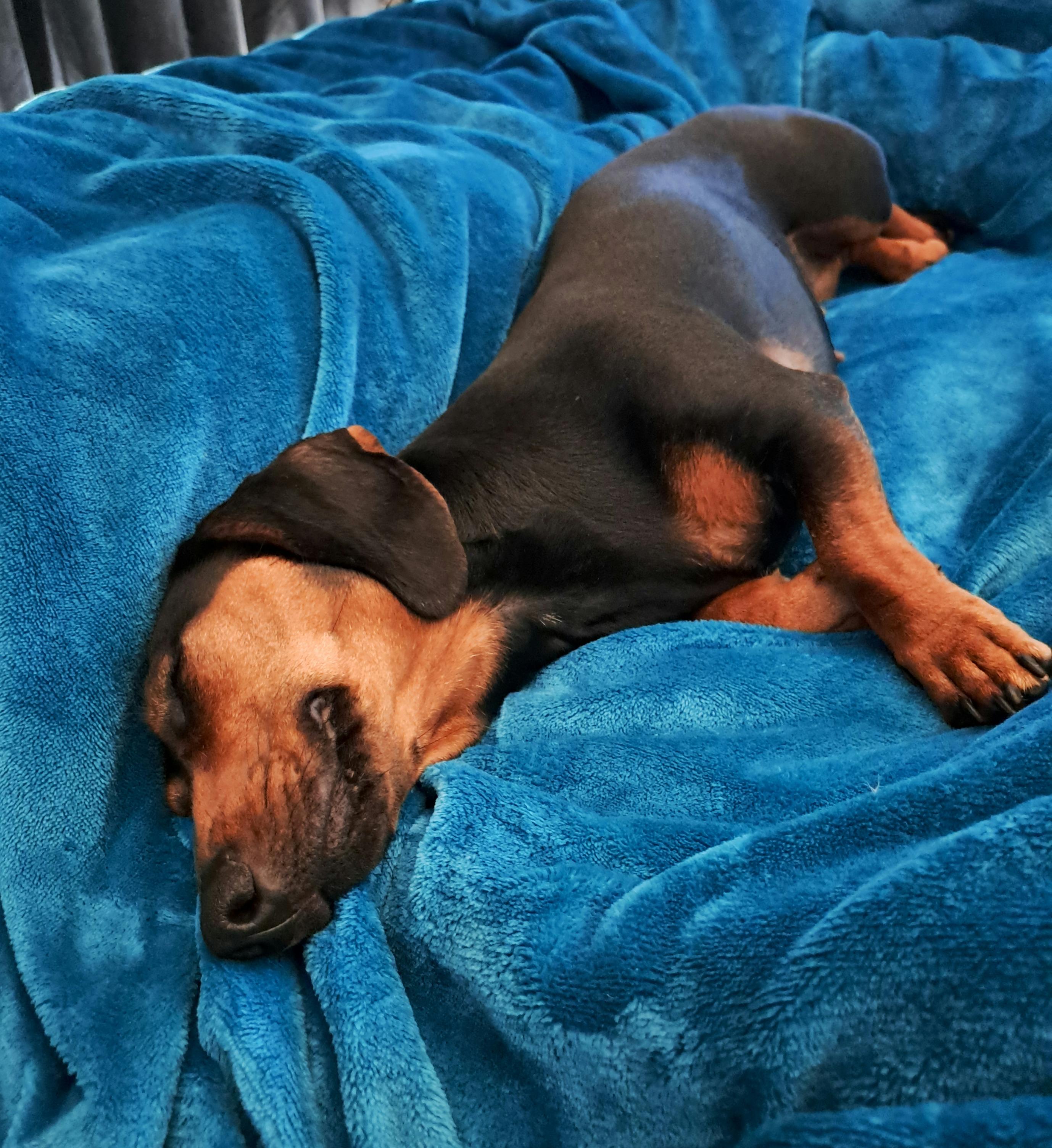 A black and tan Dachshund asleep on a blue fleece blanket