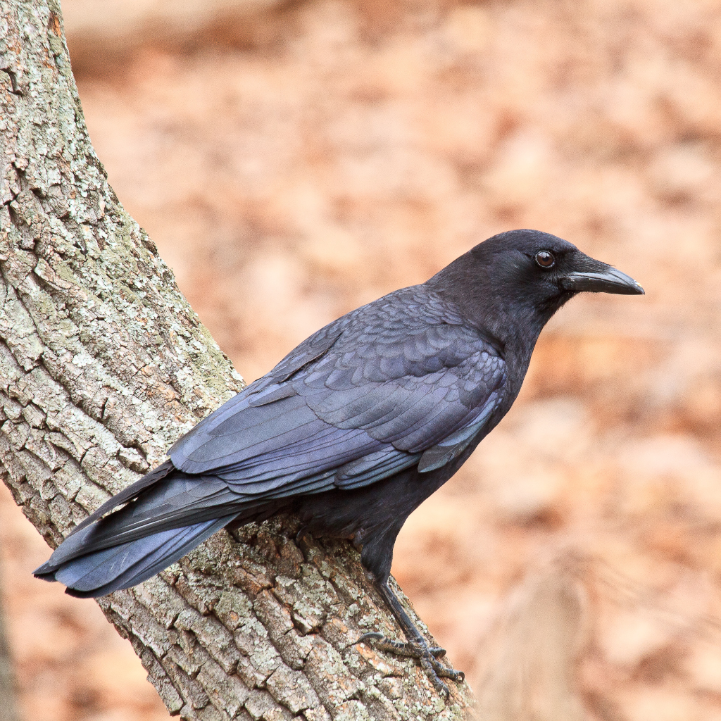 Corvus brachyrhynchos (known as American crow) standing on a branch and slightly turning its head to the side.