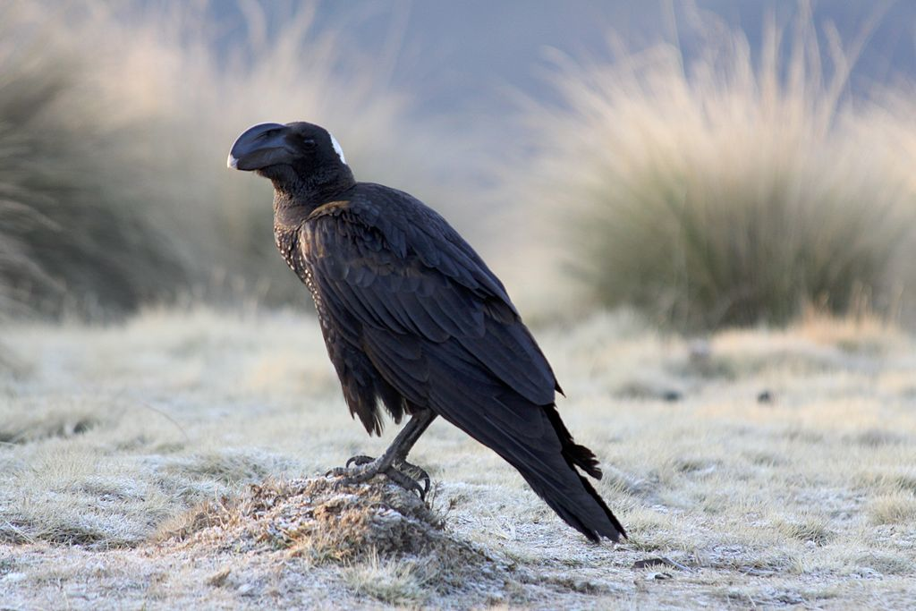 Corvus crassirostris (known as thick-billed raven) standing on an earthy ground and turning its head to the side.