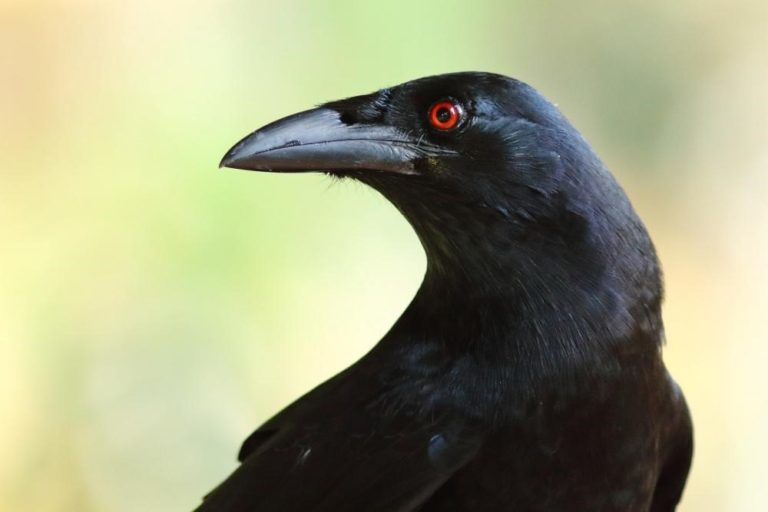 Corvus leucognaphalus (known as white-necked crow) turning its head backwards.
