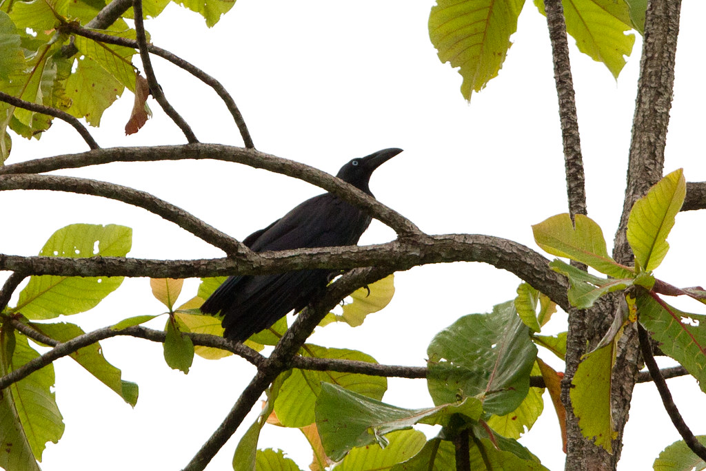 Corvus validus (known as long-billed crow) sitting on a branch and slightly looking up.