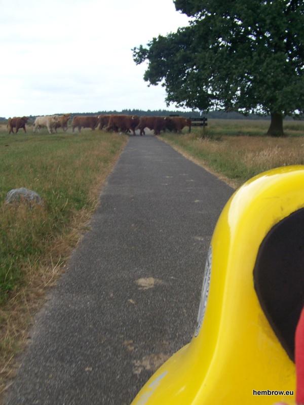 A herd of cattle crossing the cycle-path behind us as we ride across a heath. They were converging on us from the right and I wouldn't have minded being slightly further ahead of them at this point.