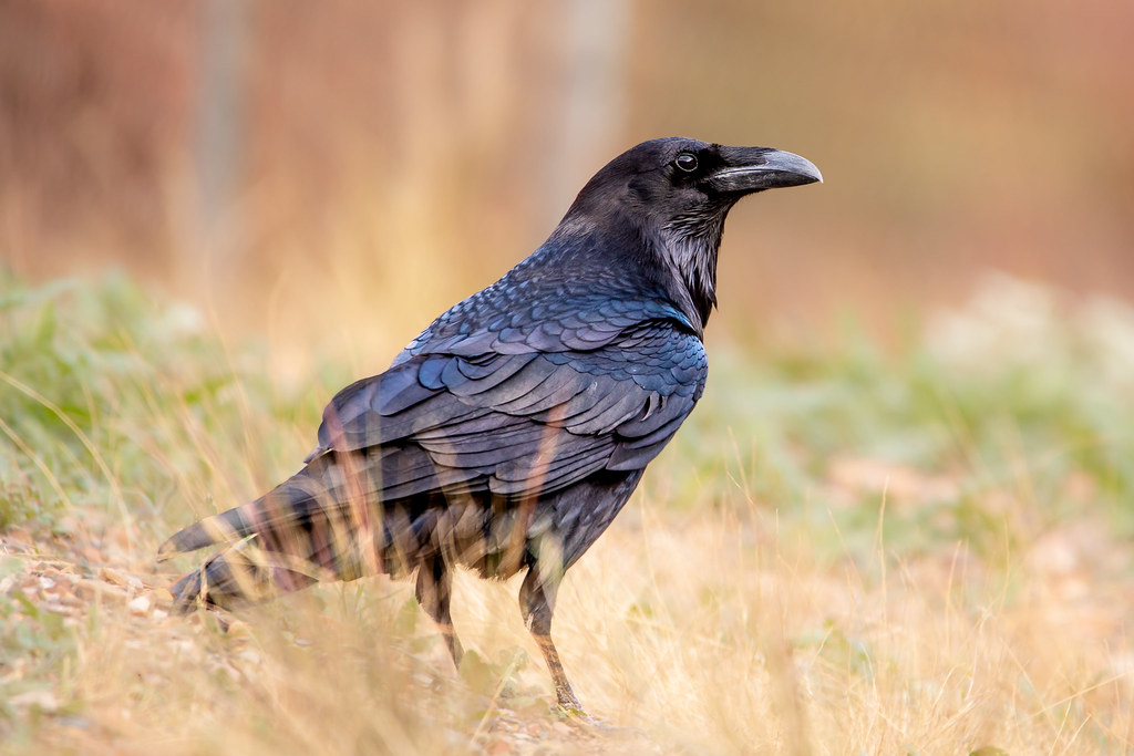 Corvus cryptoleucus (known as Chihuahuan raven) standing on a grassy ground and slightly turning its head to the side.