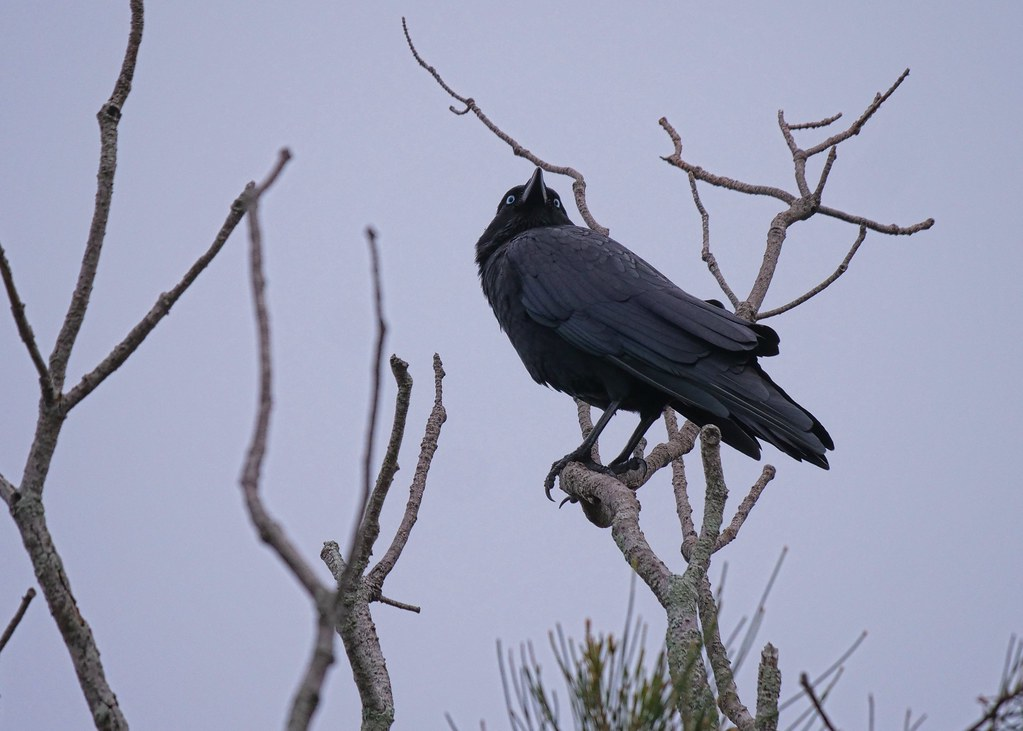 Corvus orru (known as Torresian crow) standing on a branch and turning its head to the side.
