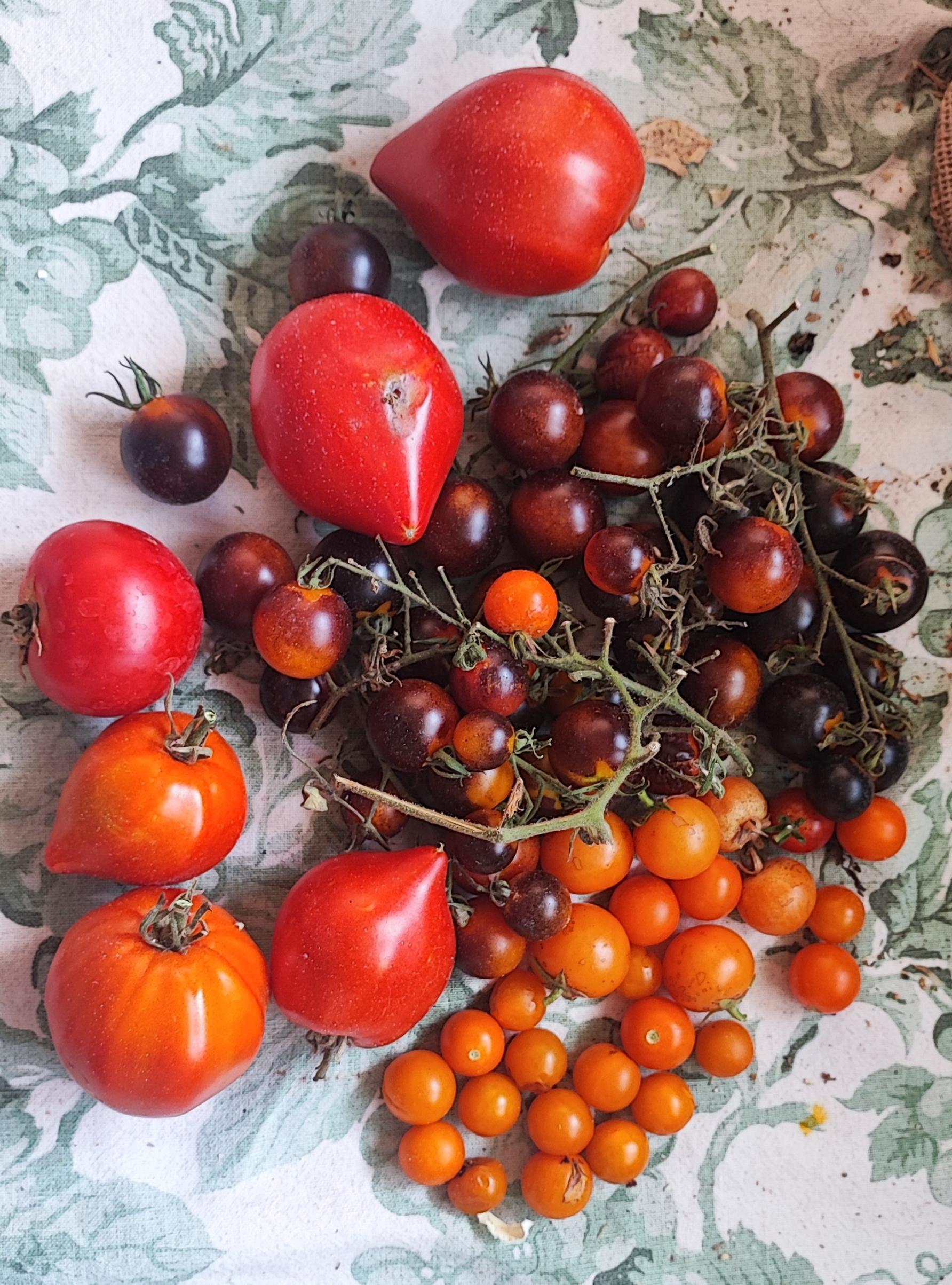 4 types of cherry, cocktail and "pointy" tomatoes from the balcony