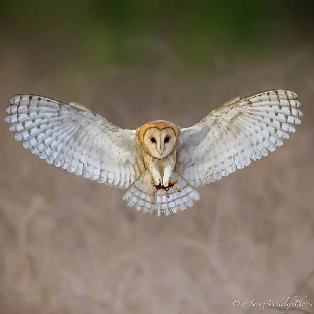 A barn owl flying, with wings spread, and about to grab something. But that something is not visible on the photo.

From Jeff Savage

    Ghost grab…

    Barn owl

    Irvine, California

    July, 2026
